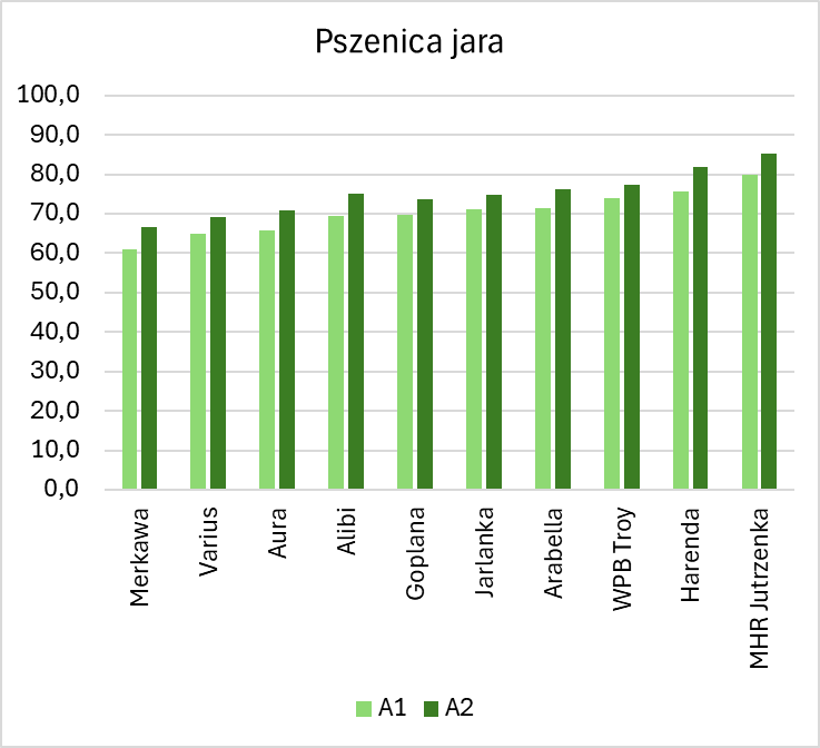 Pszenica jara plon 2023