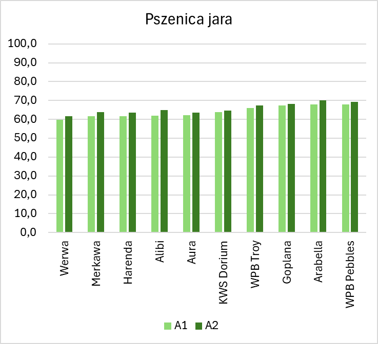Pszenica jara plon 2024